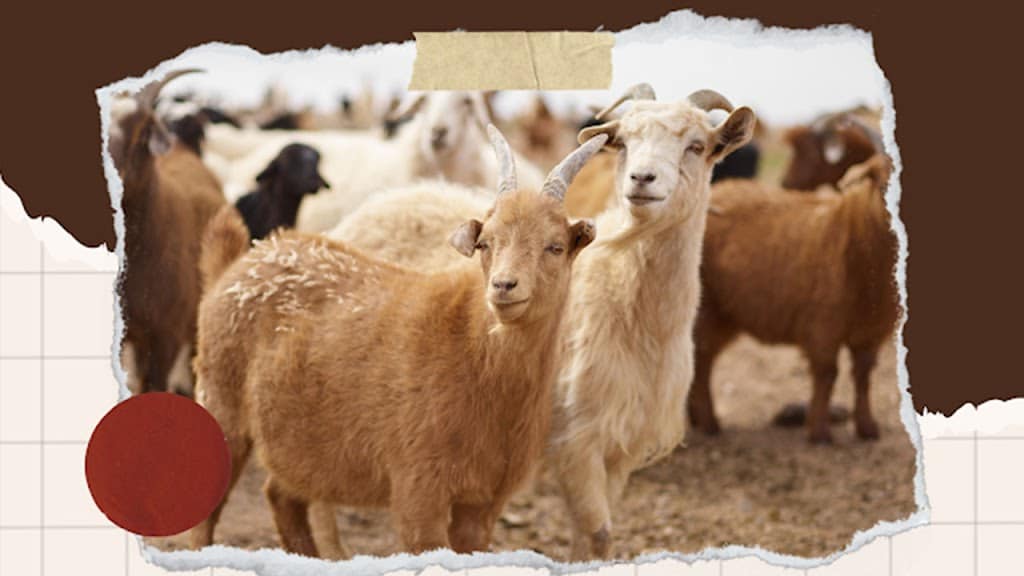 Cara Ternak Kambing untuk Pemula yang Efektif dan Menguntungkan