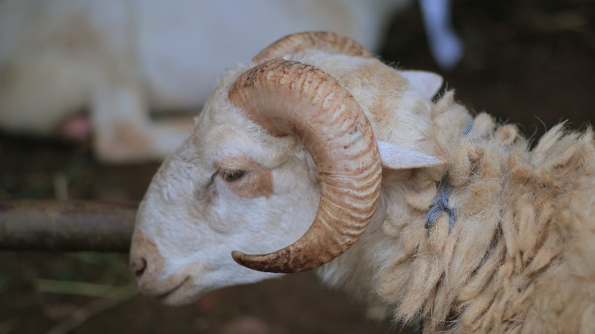 Mengenal Domba Garut, Primadona Peternakan Jawa Barat
