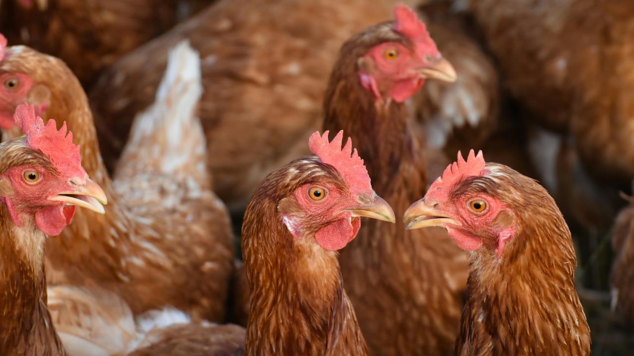 Cara Beternak Ayam Kampung