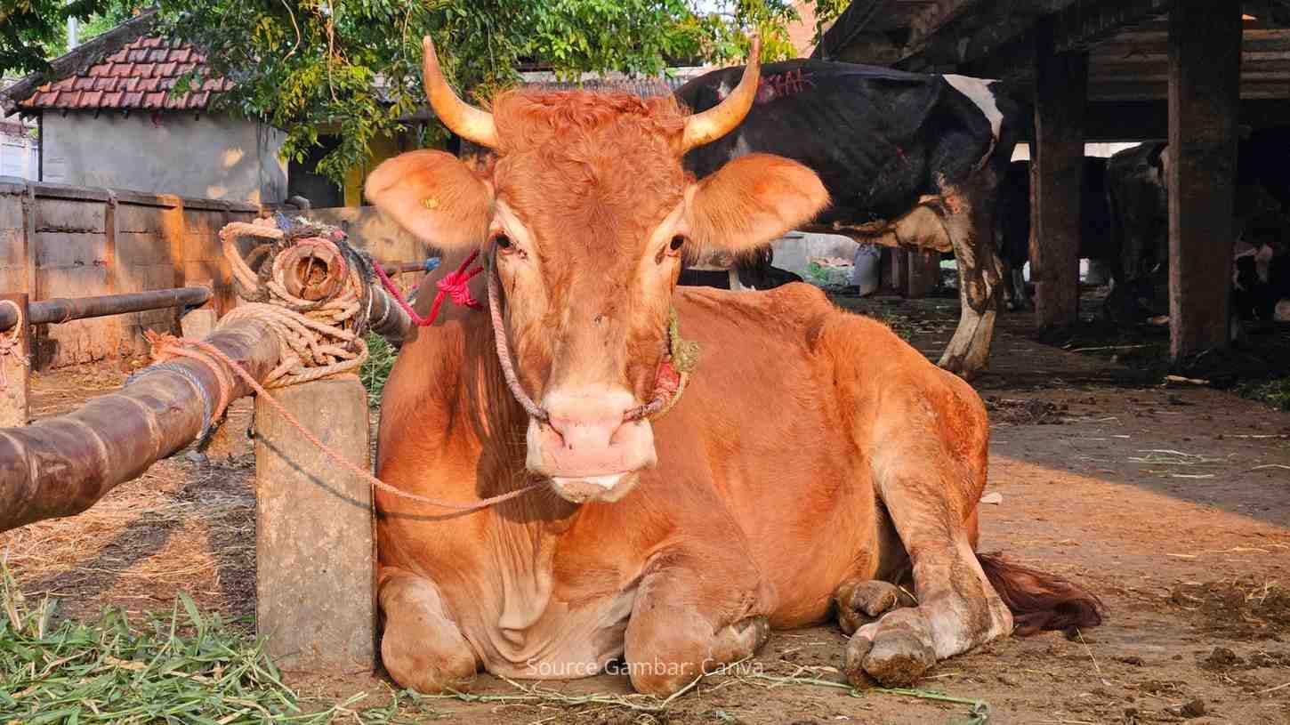 Potensi Sapi Bali di Pasar Daging Lokal yang Menjanjikan