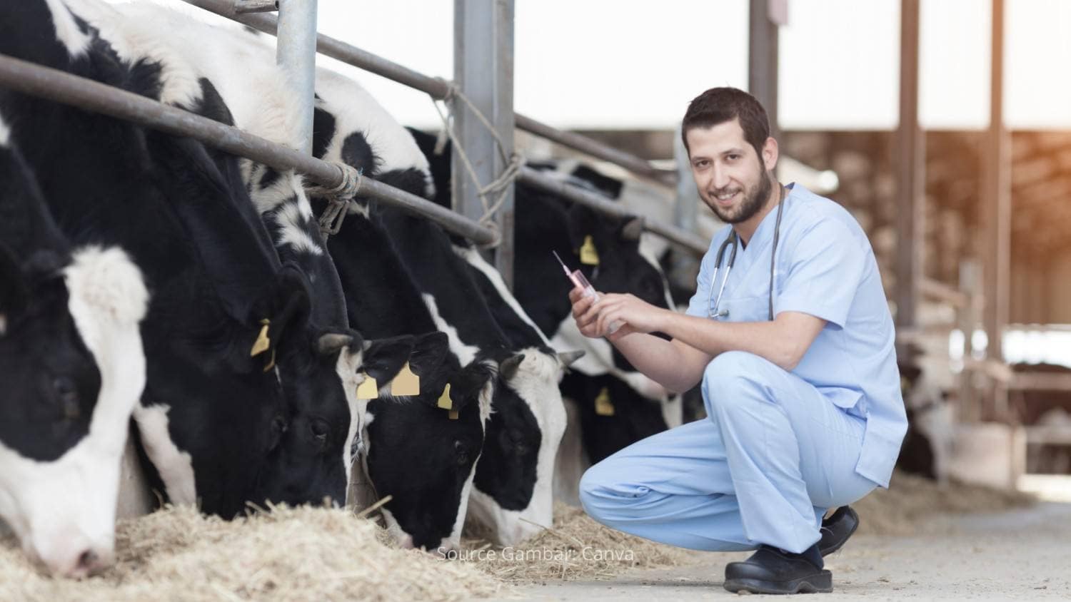 Tips Menjaga Kesehatan Sapi Agar Tetap Produktif