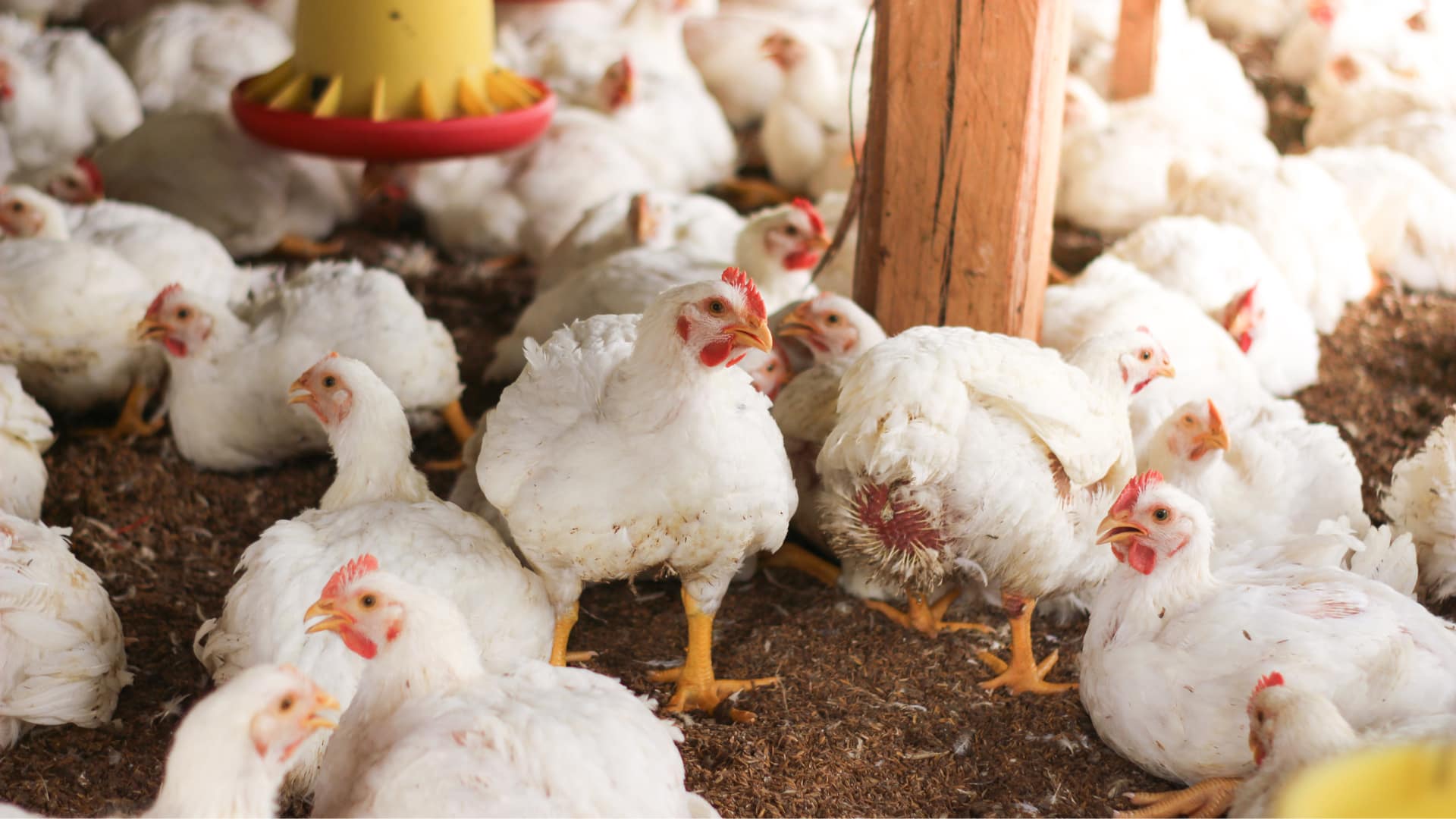 Panduan lengkap usaha ternak 1 bulan panen