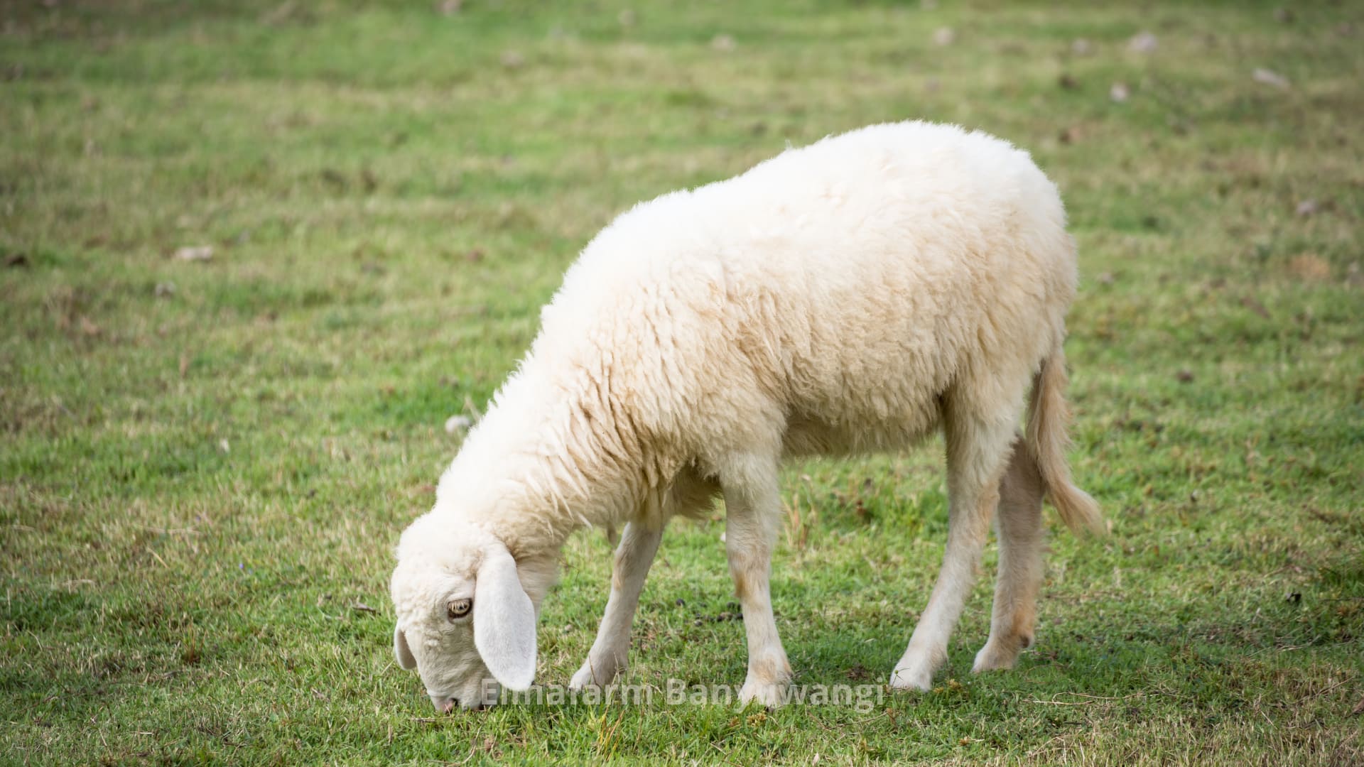Pakan Domba Selain Rumput: Pilihan Alternatif Bernutrisi Tinggi
