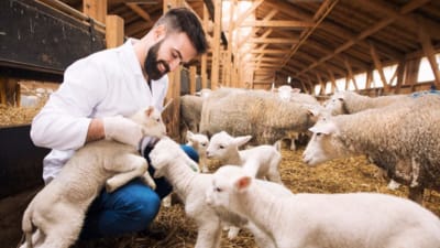 Ciri-Ciri Kambing yang Bagus untuk Dikembangbiakkan