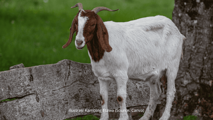 Kambing Etawa: Peluang Usaha Susu Kambing yang Menjanjikan