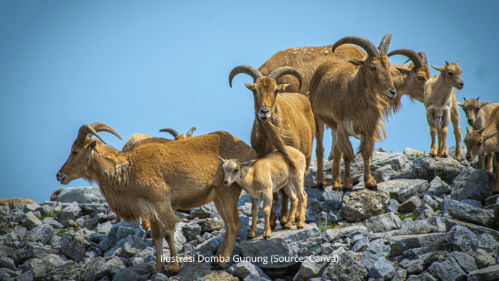 Budidaya Domba Gunung untuk Pasar Lokal yang Menguntungkan