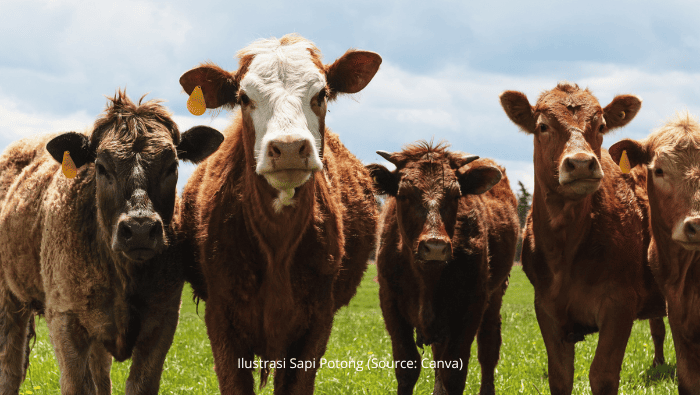 Cara Sukses Ternak Sapi Potong agar Bobot Cepat Naik