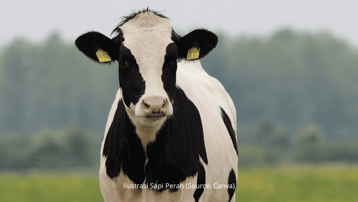 Sapi Perah dan Potensi Susu Segar di Indonesia