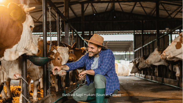 Pakan Fermentasi Sapi untuk Penggemukan dan Bernutrisi Tinggi