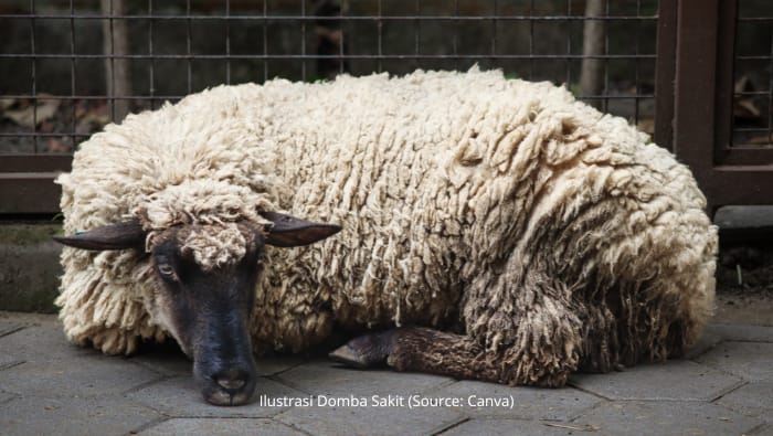 Tips Mencegah Penyakit pada Kambing agar Ternak Tetap Sehat dan Produktif